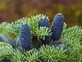 Abies veitchii IMG_2599 Jodła Veitcha
